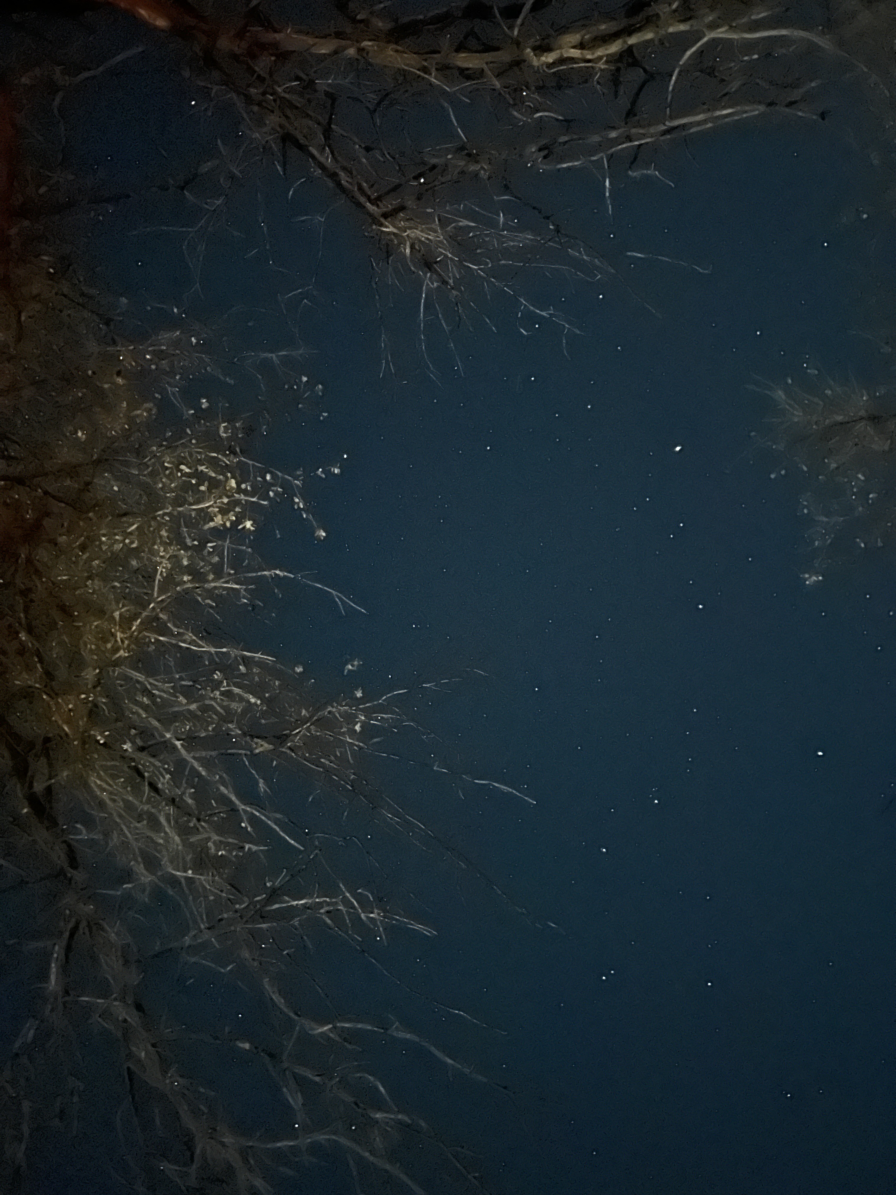 DEEP IN THE HEART OF TEXAS