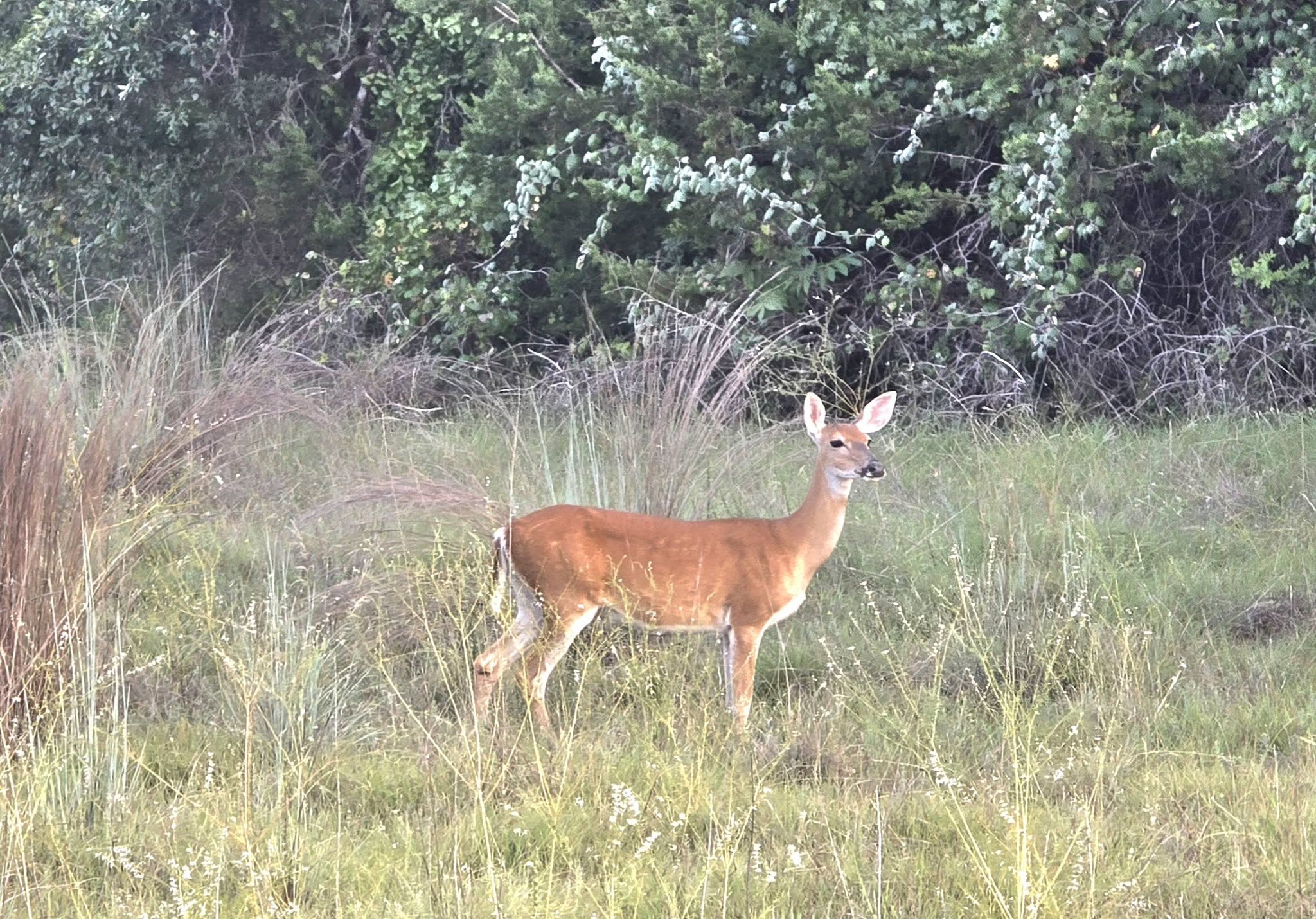 DEER